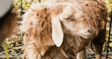 Kritikan Gus Baha || Kitab Tafsir Tertua Sebut Ishak Qurban Ibrahim dan Bukan Ishmael