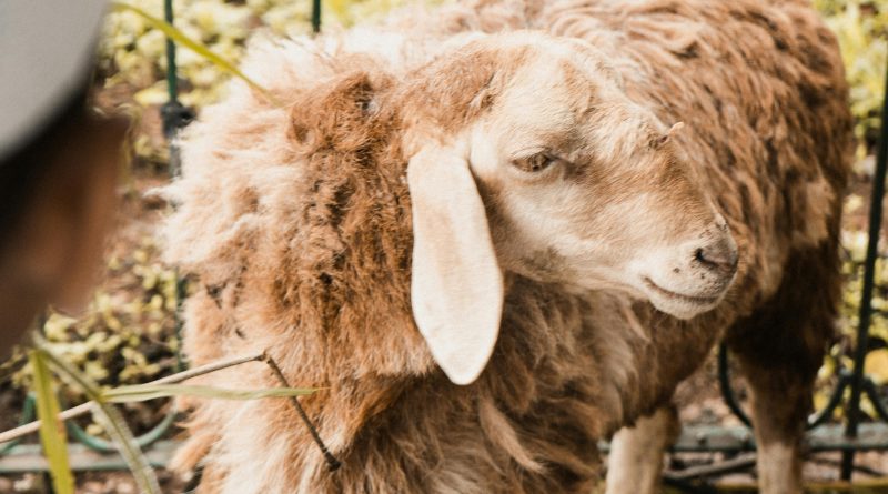 Kritikan Gus Baha || Kitab Tafsir Tertua Sebut Ishak Qurban Ibrahim dan Bukan Ishmael